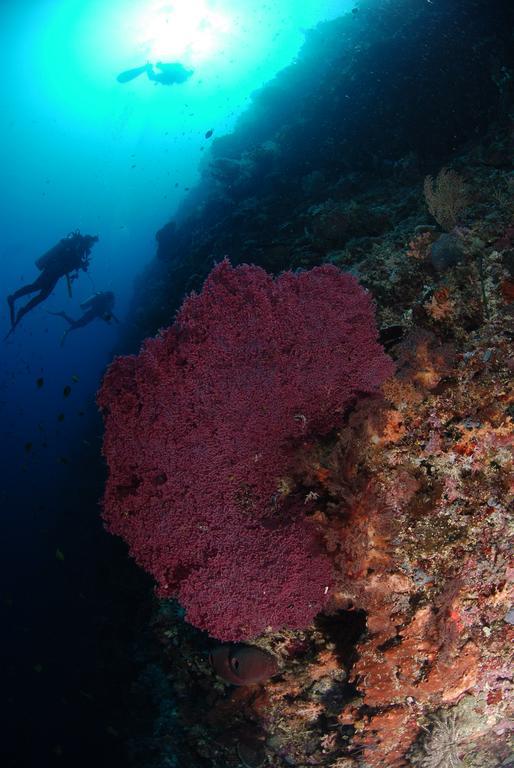 Bunaken Divers Sea Breeze Resort Eksteriør billede
